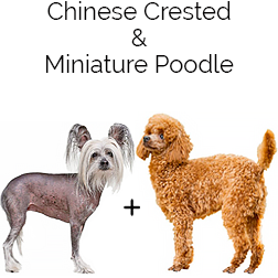 Chinese Crestepoo Dog
